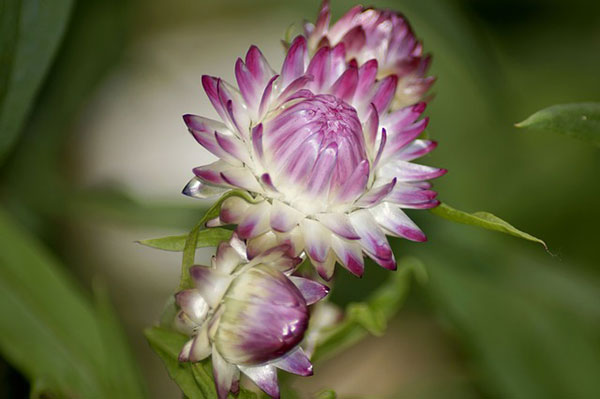 Blumen, die sich zum Trocknen eignen