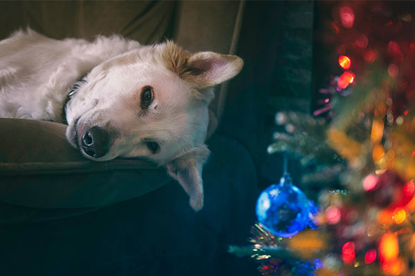 Weihnachten mit Tieren: Hunde und Katzen vom Weihnachtsbaum fernhalten