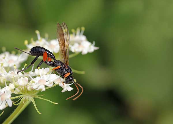 Schlupfwespen gegen Kleidermotten