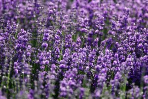 Lavendel gegen Wespen