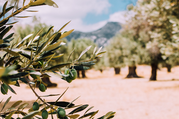 mediterrane farben