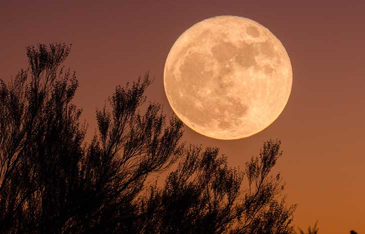 Mondkalender Garten – Gärtnern nach dem Mond