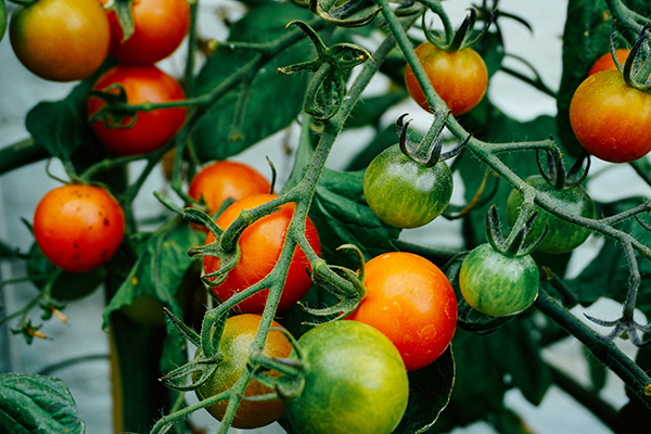 Mondkalender Garten: Tomaten pflanzen