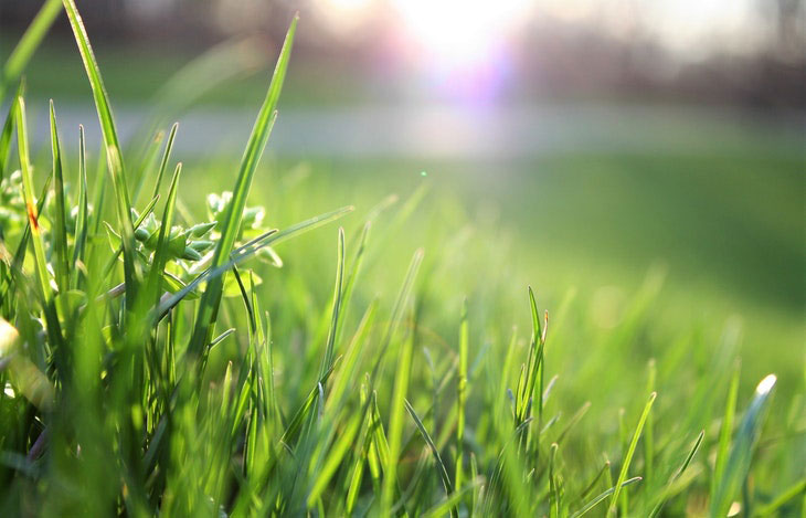 Rasen bewässern im Sommer Wie oft, wann und wie lange?