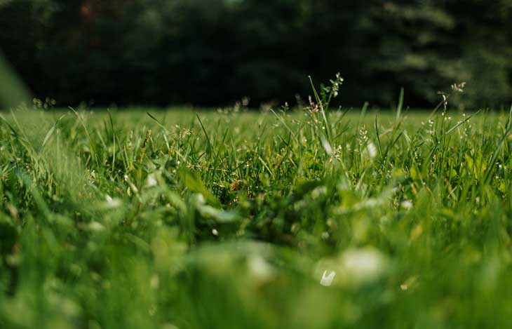 Rasenpflege nach dem Winter So wird der Rasen wieder fit!