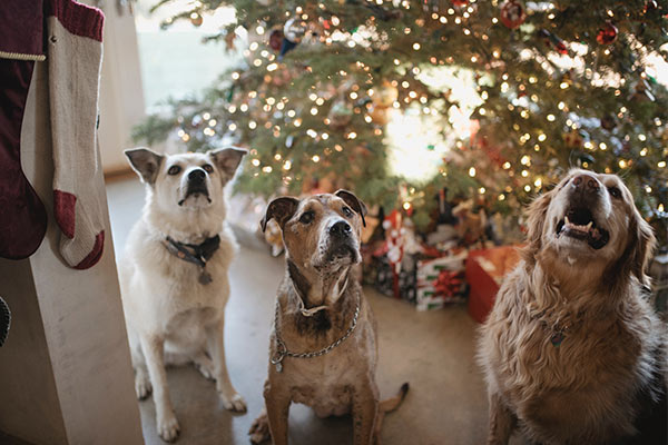 Weihnachten mit Tieren: Schokolade giftig für Hunde und Katzen