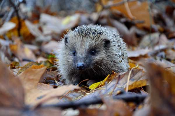 Bauen Sie in Ihrem Garten ein Winterquartier für Igel.