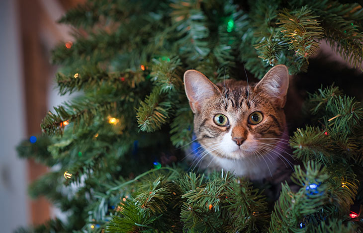 Weihnachten mit Tieren: 5 Gefahren vermeiden für Katze & Hund