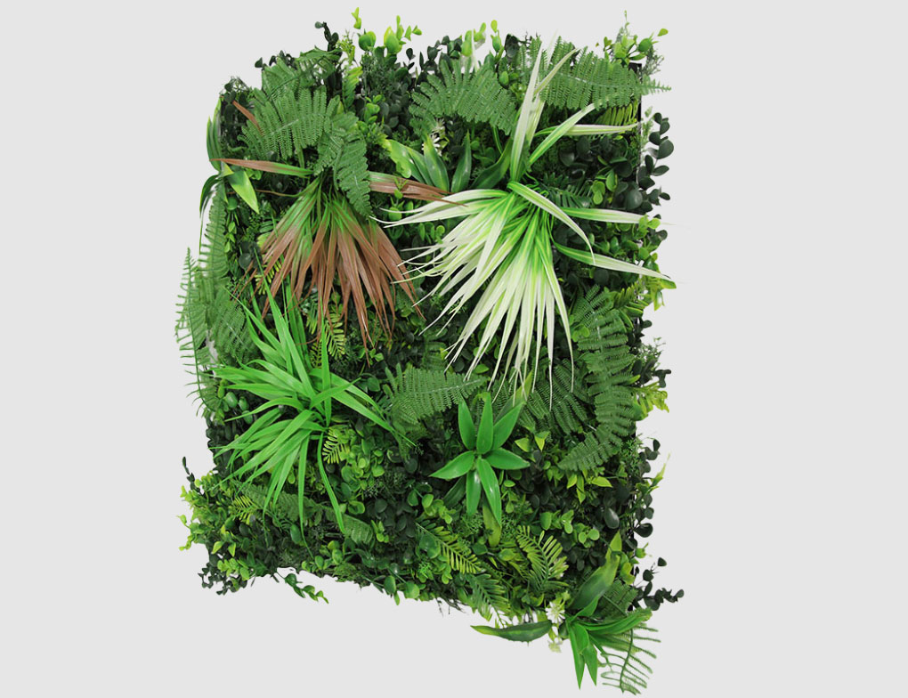 zimmerpflanzen monstera kaufen Monstera XL | Monstera deliciosa main image 0
