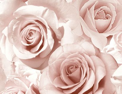 Papiertapeten Rosen