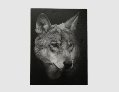 Bild Wolf