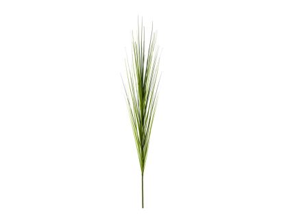 Einzelrispe Isolepsis grün