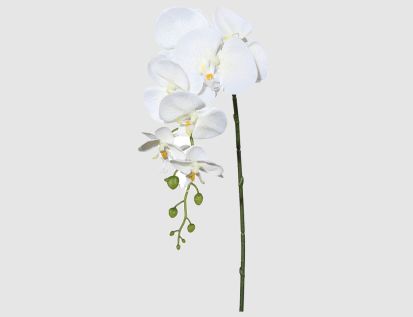 Einzelrispe Orchidee creme