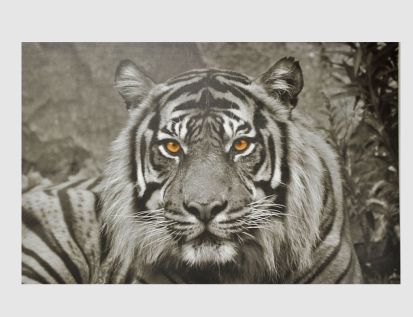 Bild the tiger