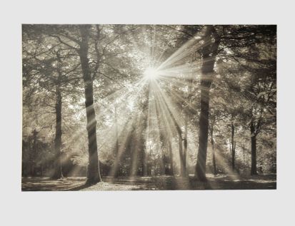 Bild Wald mit Sonnenstrahlen