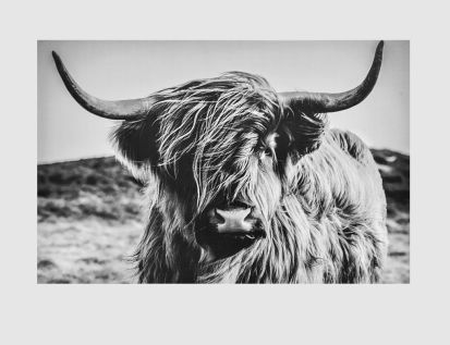 Bild Highland Cattle