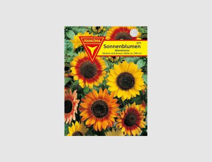 Sonnenblumen Abendsonne Rot