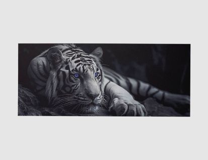 Bild Majestätischer Weißer Tiger