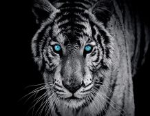 Fototapete TIGER