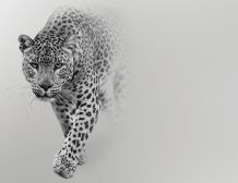 Fototapete LEOPARD