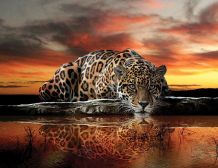 Fototapete JAGUAR
