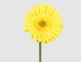 Kunstblume Gerbera gelb