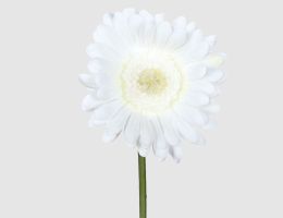 Kunstblume Gerbera weiß