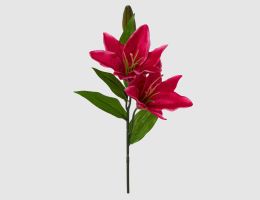 Einzelblume Lilie fuchsia