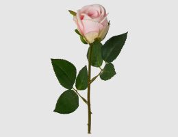 Einzelblume Rose rosa