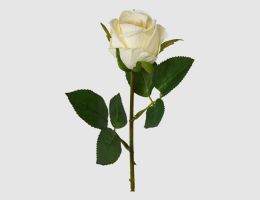 Einzelblume Rose creme