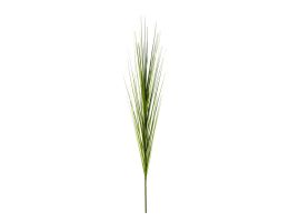Einzelrispe Isolepsis grün