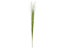 Einzelrispe Isolepsis grün