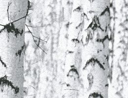 Papiertapete Birkenwald Grau