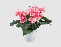 Begonie Rosa im weißen Topf