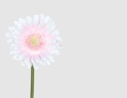 Einzelblume Gerbera Rosa