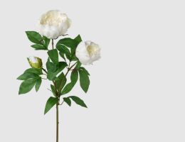 Einzelblume Päonienzweig Weiß