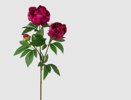 Einzelblume Päonienzweig Cerise