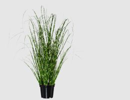 Miscanthus Zebragras im Topf