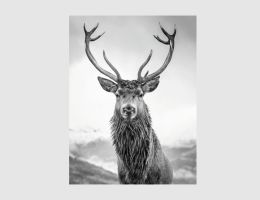 Bild Hirsch Schwarz, Weiß