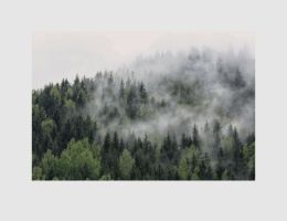 Bild Baumspitzen im Nebel