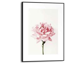 Abb. Bild Slim Frame Black Pfingstrose