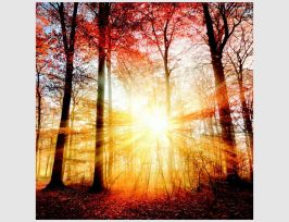 Abb. Bild Sonnenlicht im Herbstwald