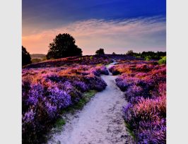 Abb. Bild Heidelandschaft im Abendlicht