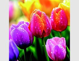 Abb. Bild Farbenfrohe Tulpen