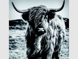 Abb. Bild Highland Rind Schwarz, Weiß