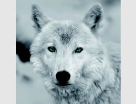 Abb. Bild Wolf Schwarz Weiß mit grünen Augen