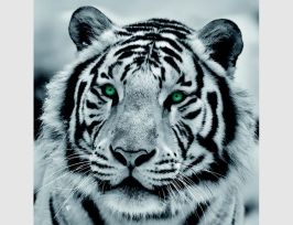 Abb. Bild Tiger Schwarz Weiß mit grünen Augen
