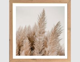 Abb. Bild Pampasgras Natur