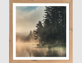 Abb. Bild Nebel am Waldsee