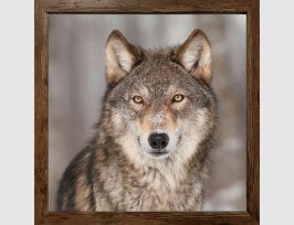 Abb. Bild Wolf in winterlicher Landschaft